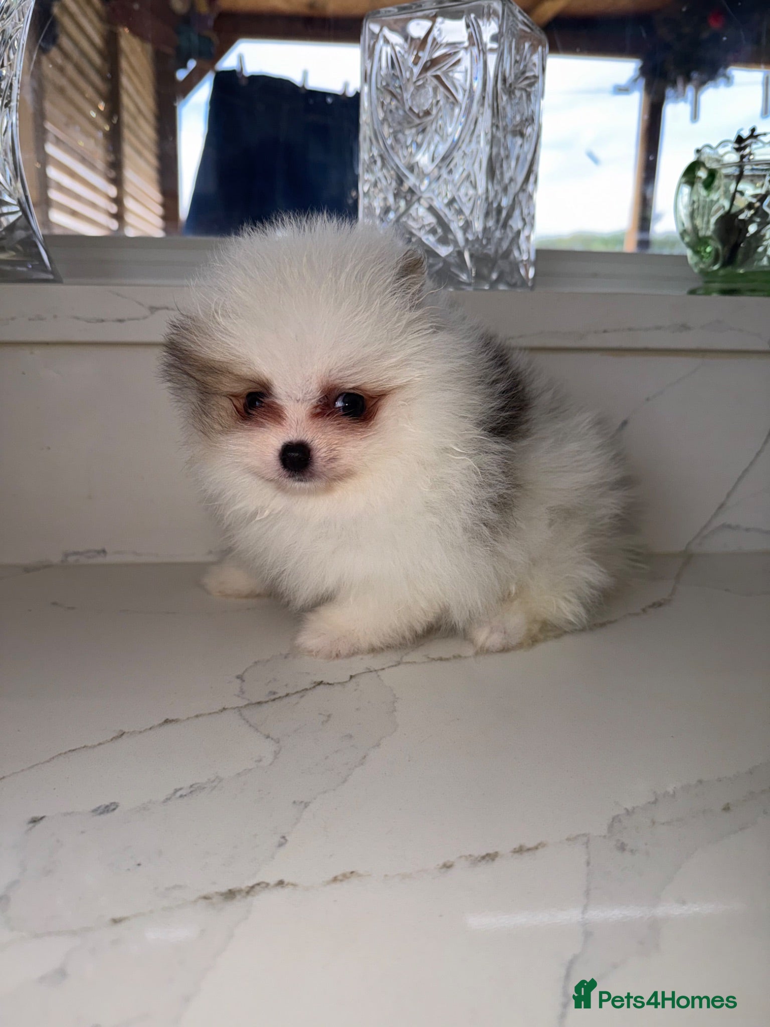 Pomeranian dogs Tiny Russian Teddy Pomeranians  - Advert 1
