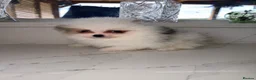 Pomeranian dogs for sale: Tiny Russian Teddy Pomeranians  - Advert 1