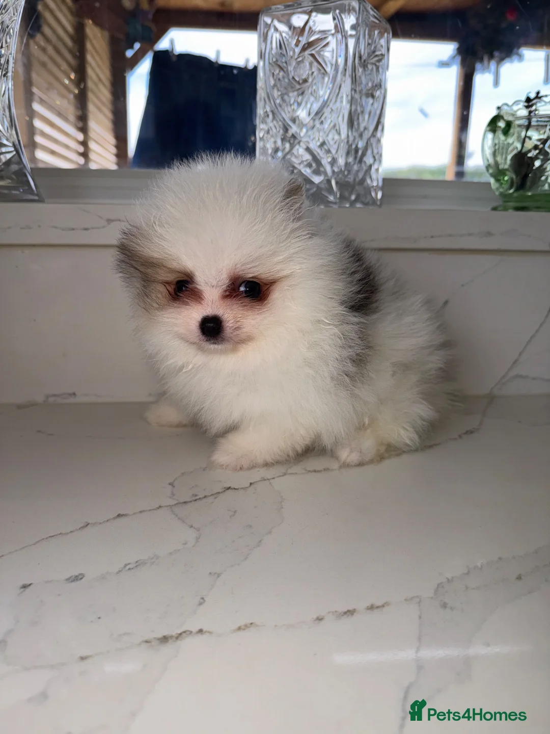 Pomeranian dogs for sale: Tiny Russian Teddy Pomeranians  - Advert 1