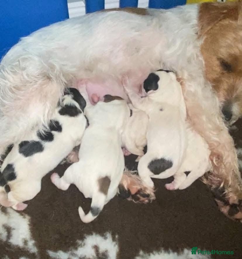 Parson Russell dogs Crufts winner 2024 Daughter Has Puppies KC Reg - Advert 2