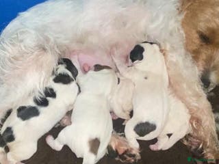 Parson Russell dogs Crufts winner 2024 Daughter Has Puppies KC Reg - Advert 2