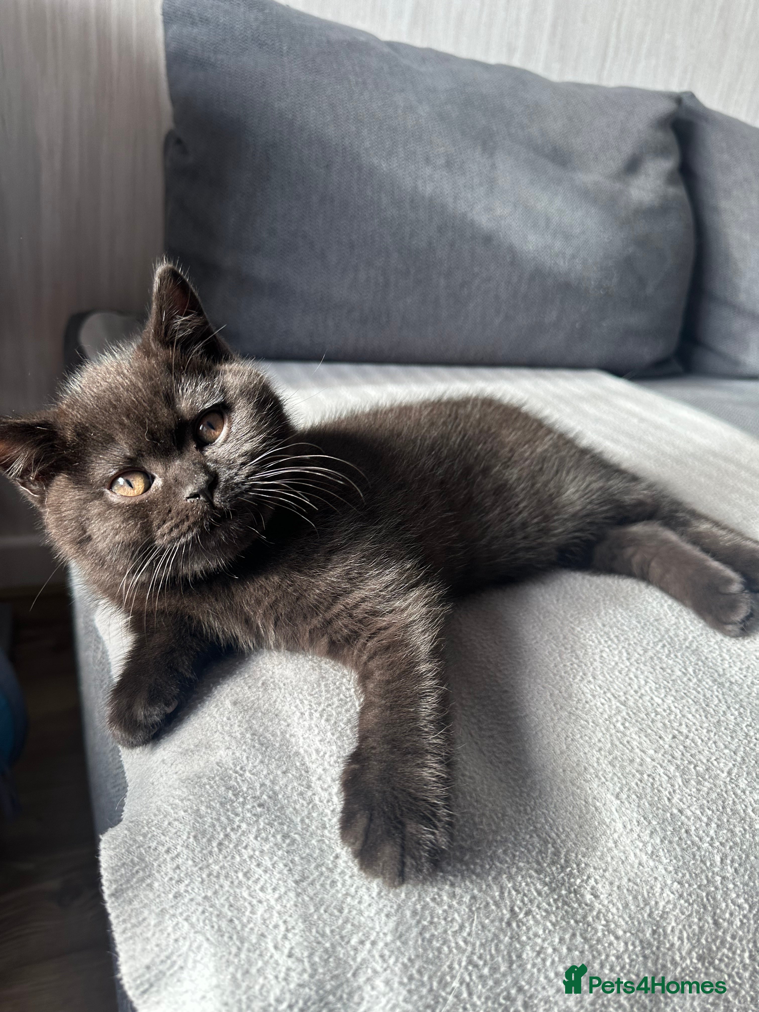 British Shorthair cats Only one boy left GCCF Registered BSH  - Advert 2