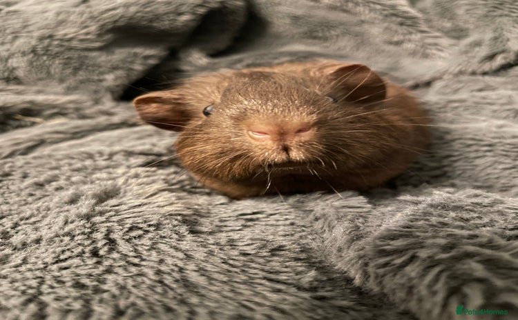 Guinea Pig rodents - Advert 1