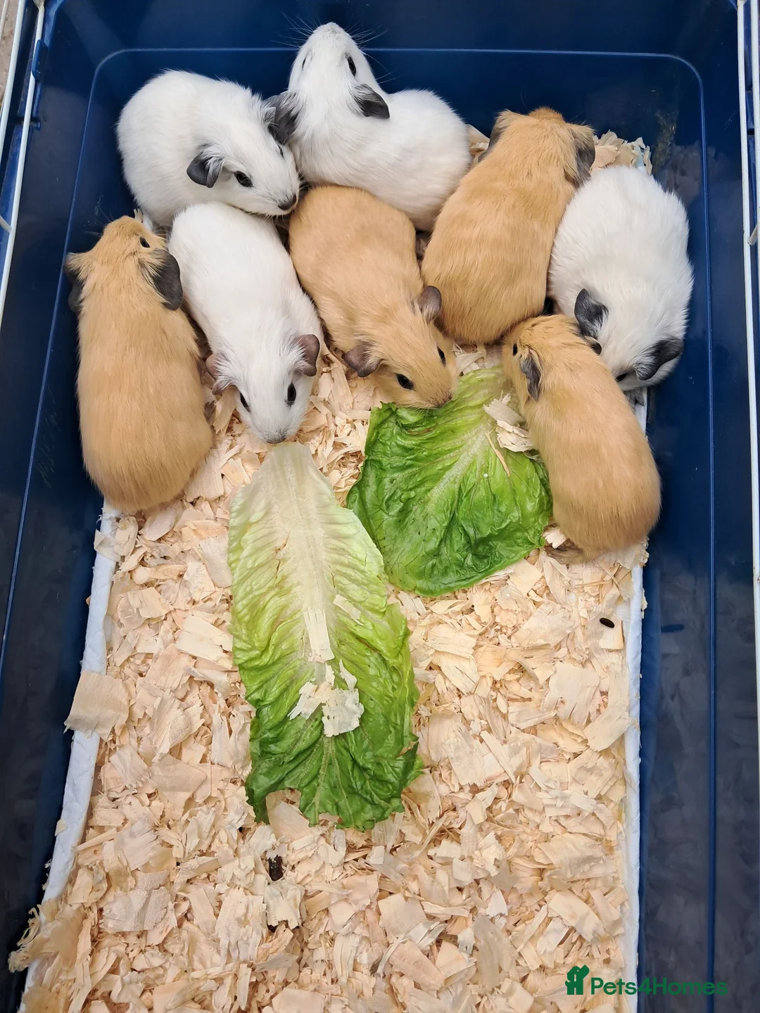 Guinea Pig rodents for sale: BABY CALIFORNIAN GUINEA PIGS - Advert 5
