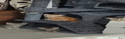 Mixed Breed cats for sale: Mix breed kittens in Huntingdon - Advert 1