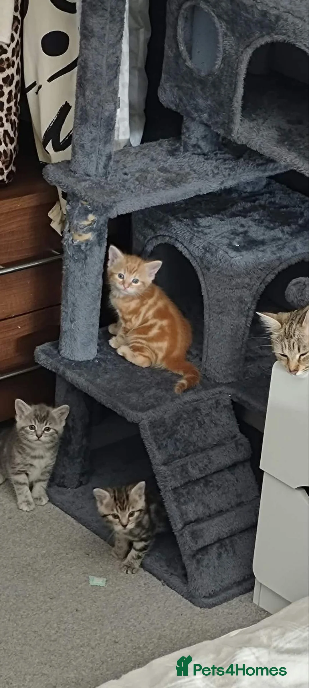 Mixed Breed cats for sale: Mix breed kittens in Huntingdon - Advert 1