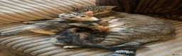 Mixed Breed cats for sale: Beautiful kittens - Advert 7