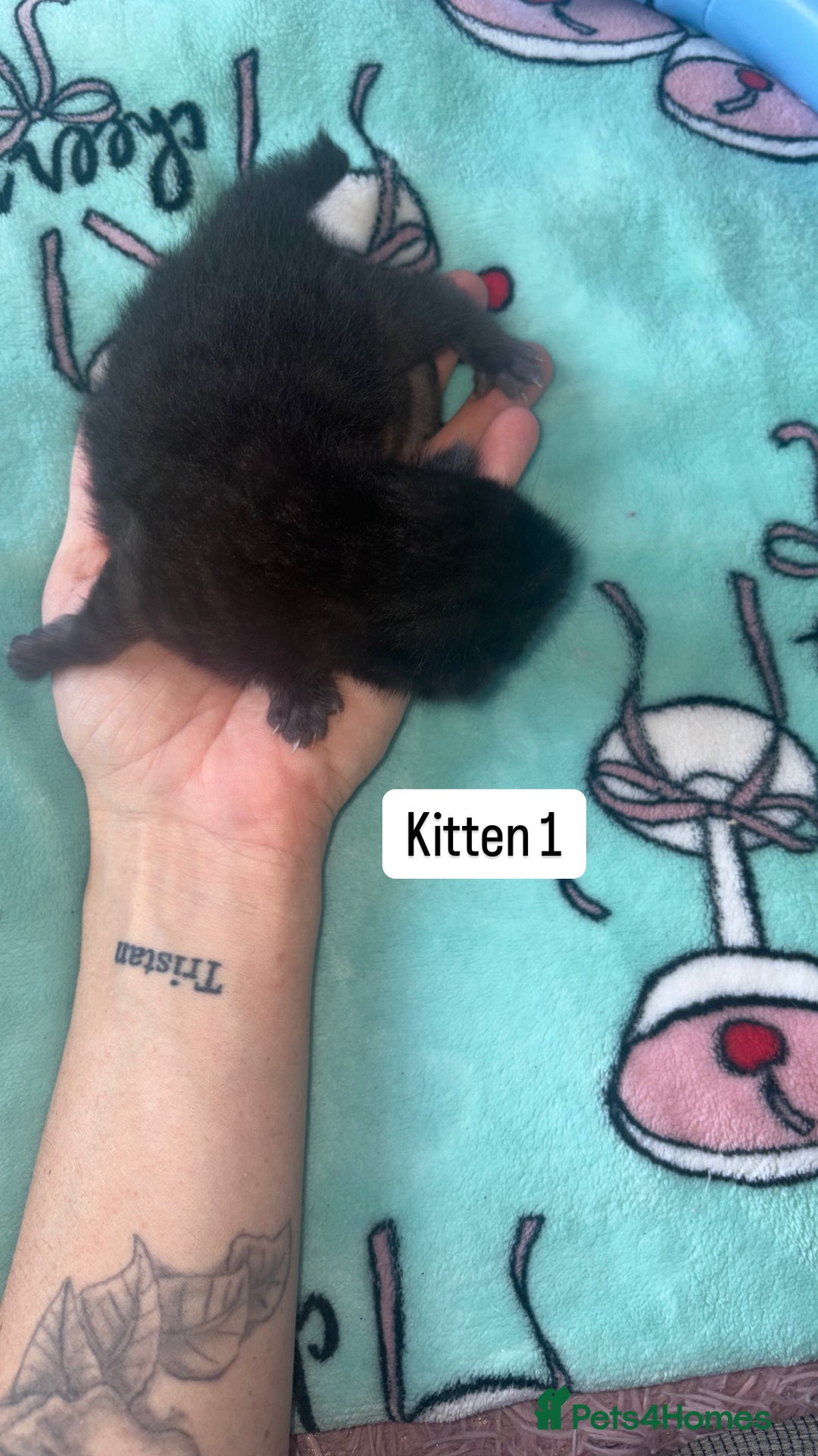 Domestic Shorthair cats for sale: 3 beautiful kittens - Image 5