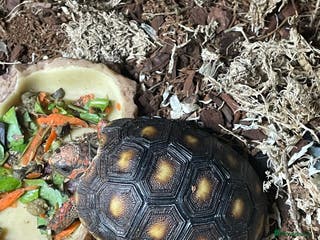 Tortoise reptiles baby red footed tortoise - Advert 13