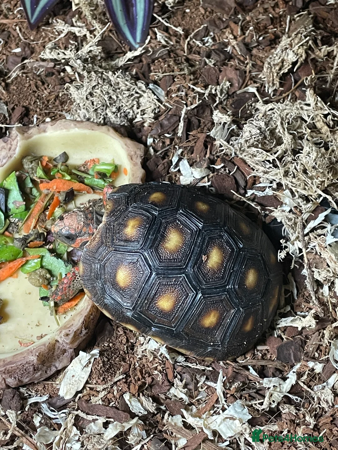 Tortoise reptiles for sale: baby red footed tortoise - Advert 1