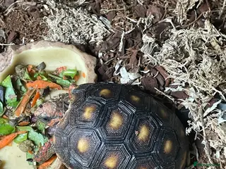 Tortoise reptiles baby red footed tortoise - Advert 19