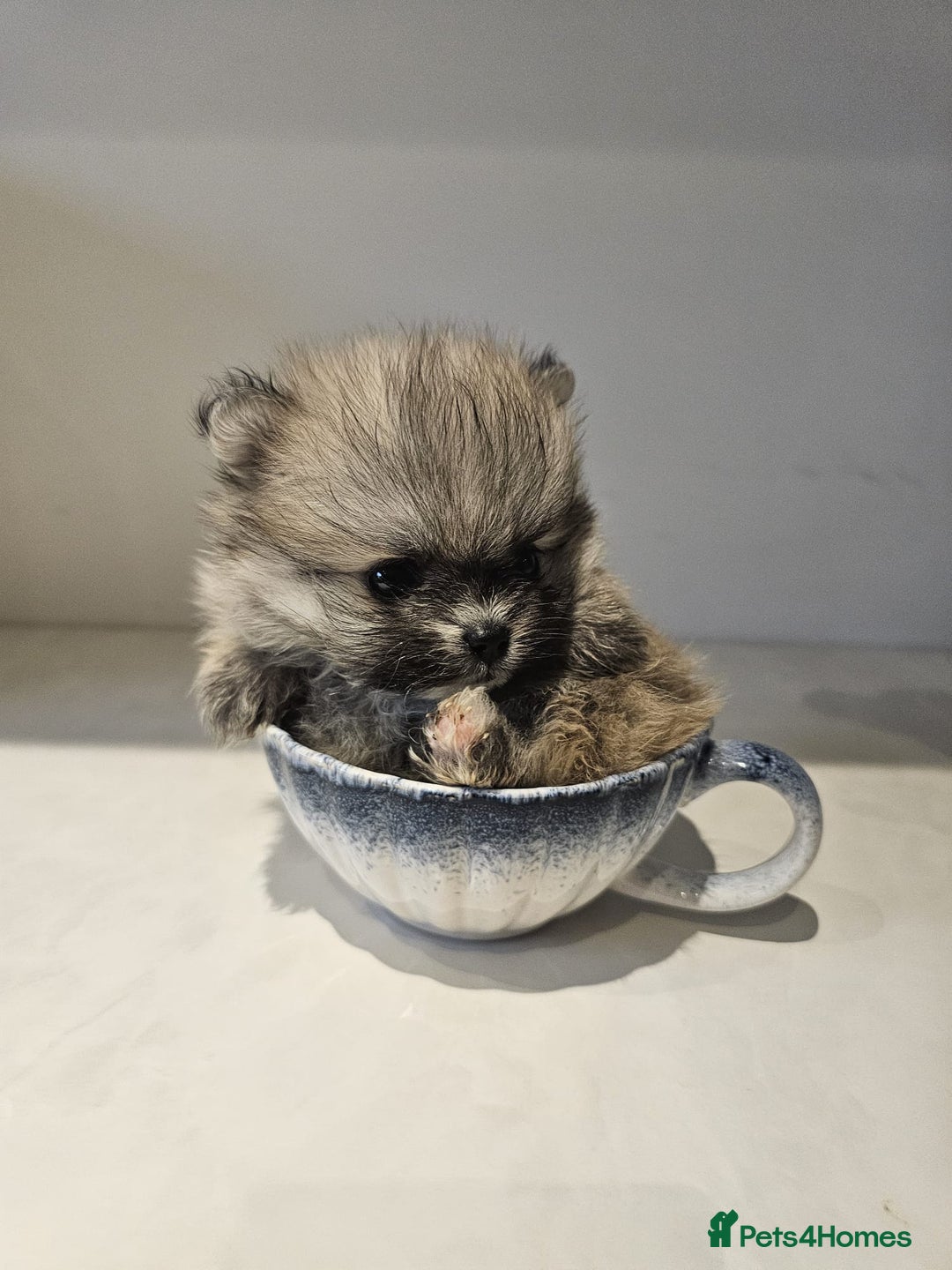 Pomeranian dogs for sale: Adorable mini Pomeranian ❤ - Advert 3