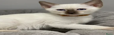 Siamese Kitten 8