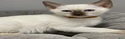 Siamese cats for sale: GCCF Registered Siamese Kittens  - Advert 6