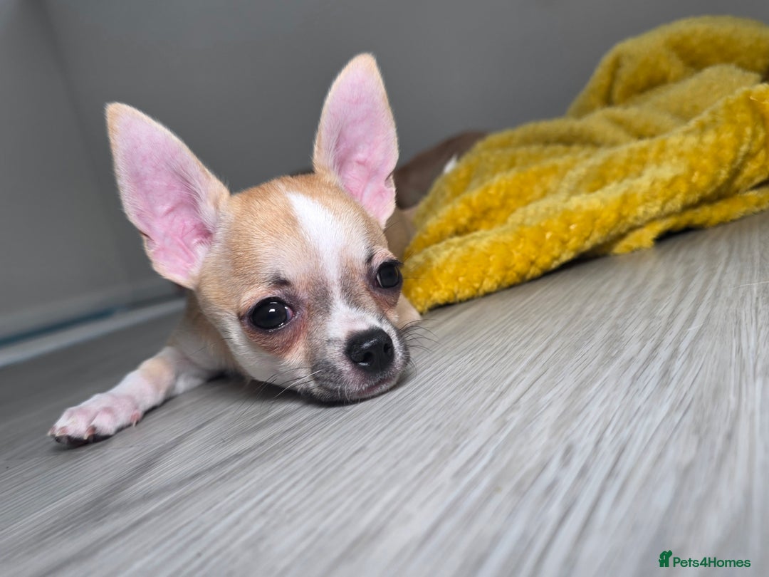 Chihuahua dogs for sale: CHIHUAHUA Girls Ready To Go - Advert 8