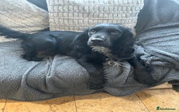 Cockapoo dogs for sale: Beautiful Cockapoo Puppies - Image 1