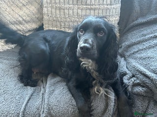 Cockapoo dogs - Advert 1