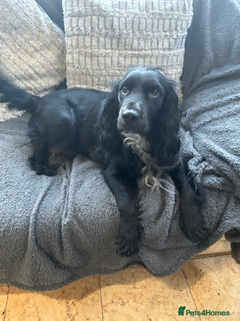 Cockapoo dogs - Advert 1