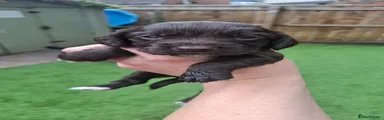 Cocker Spaniel 1