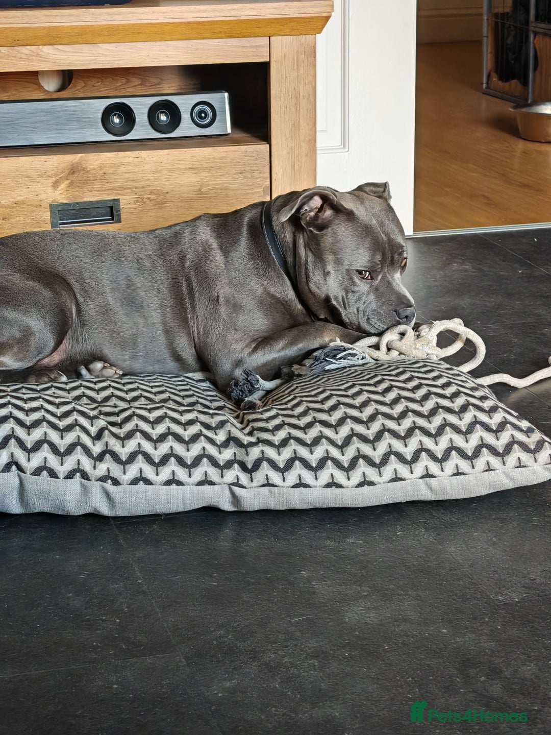 Staffordshire Bull Terrier dogs for sale: Blue chunky Staffordshire pups - Advert 2