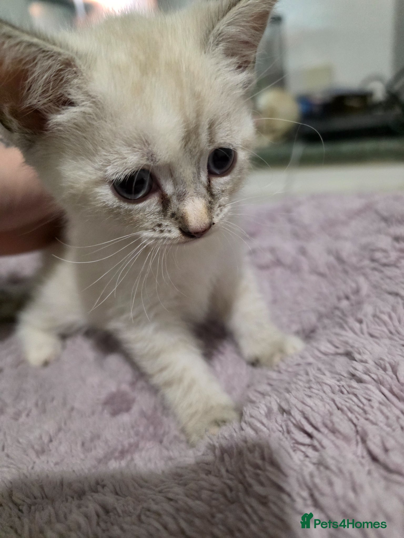 Sphynx cats for sale: 3 Beautiful female Sphynx x DSH kittens - Advert 2
