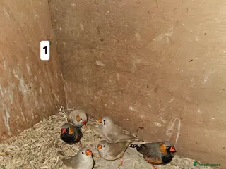 Finches birds Zebra finch - Advert 14