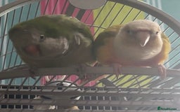 Parrots birds for sale: bonded pair of parrots  - Image 6
