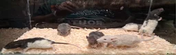 Rat rodents for sale: Baby Dumbo rats, natural, Rex , Nakeds - Advert 10