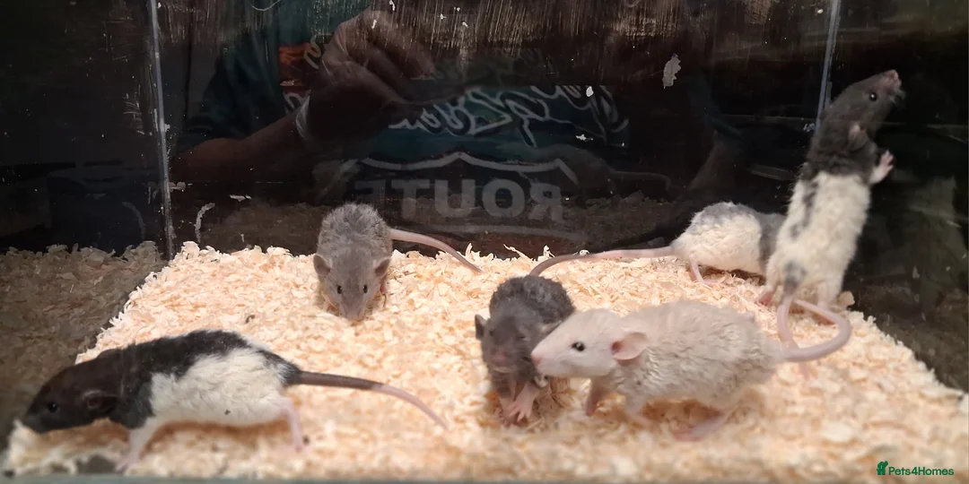 Rat rodents for sale: Baby Dumbo rats, natural, Rex , Nakeds - Advert 10