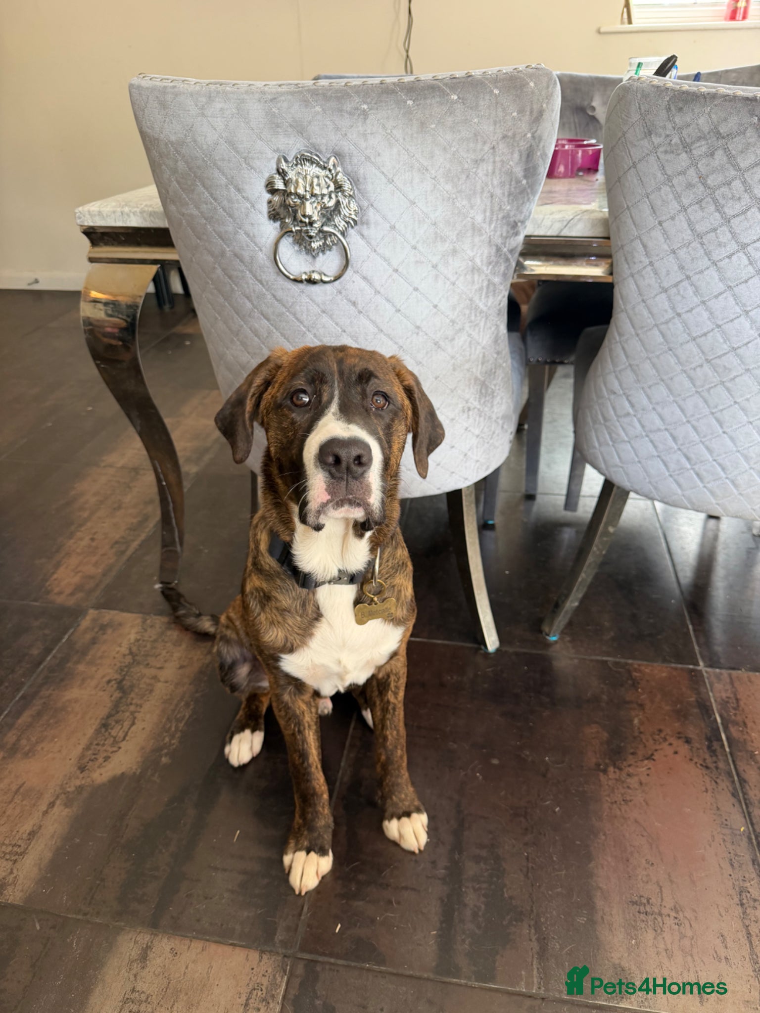 Mixed Breed dogs for sale: cane corso x labrador  - Advert 7