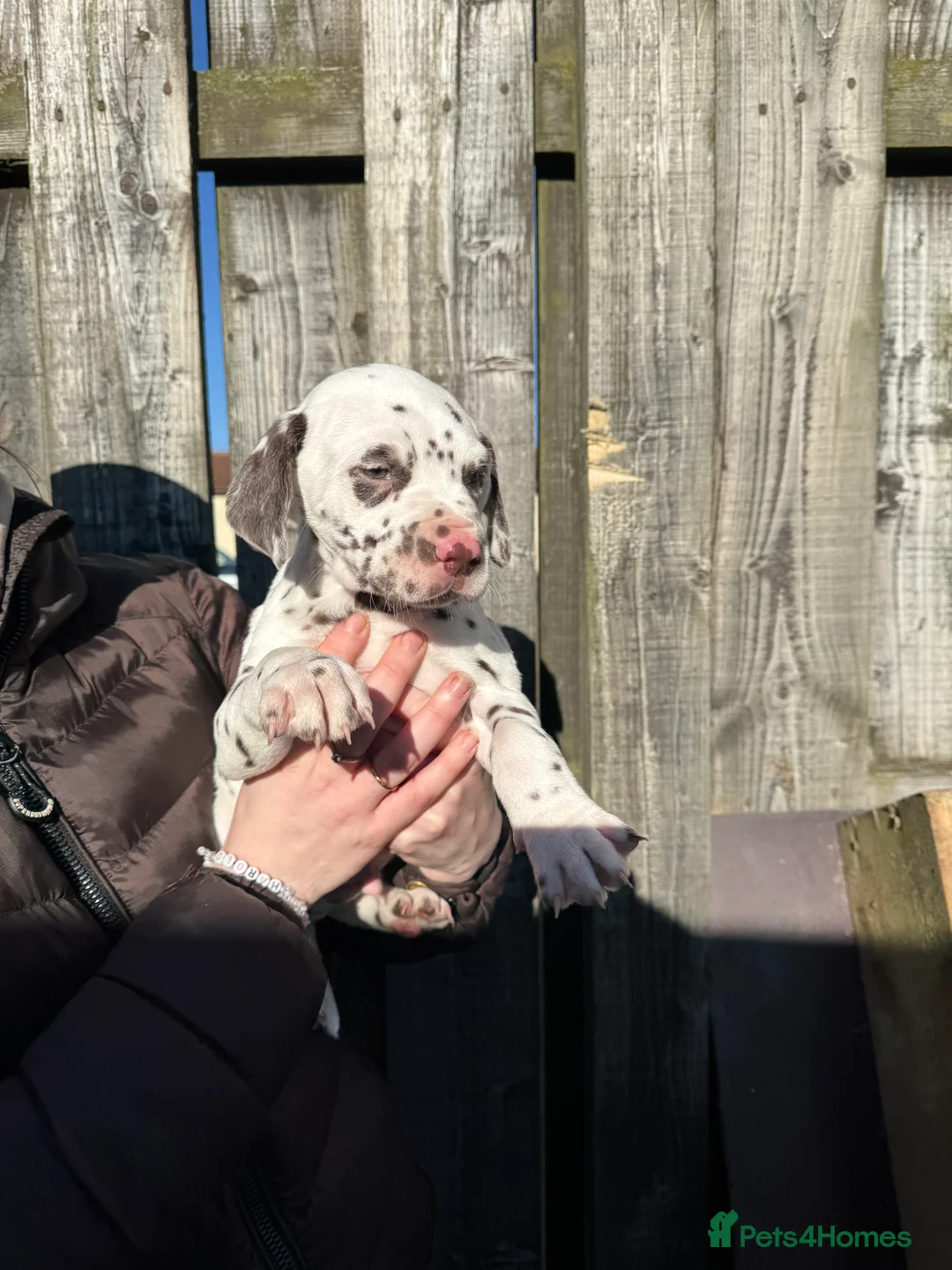 Dalmatian dogs for sale: Gorgeous Dalmatian Puppies 🐶  - Advert 6