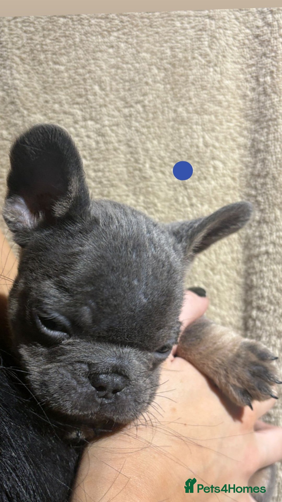 French Bulldog dogs for sale: Beautiful French bulldog puppies  - Image 14