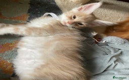 Maine Coon cats for sale: Maine coon babies  - Image 18