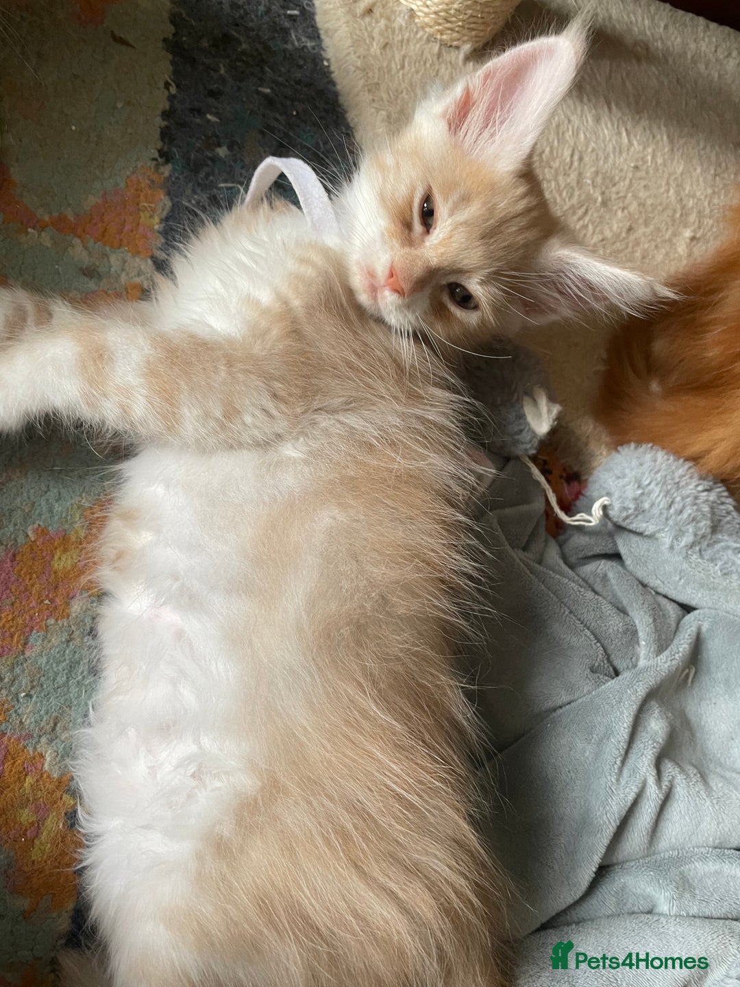 Maine Coon cats for sale: Maine coon babies  - Image 18