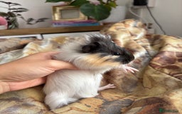 Guinea Pig rodents for sale: LONG HAIRED GUINEA PIGS 2 Boys 1 Girl - Image 8