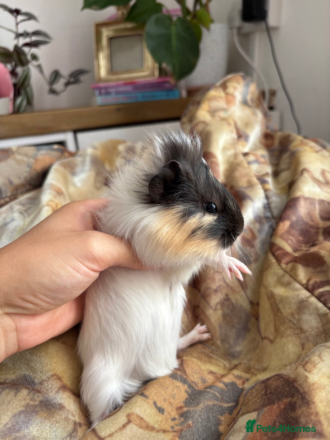 Guinea Pig rodents for sale: LONG HAIRED GUINEA PIGS 2 Boys 1 Girl - Image 8