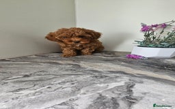 Toy Poodle dogs for sale: Beautiful Red Toy Poodle Puppies - Image 10
