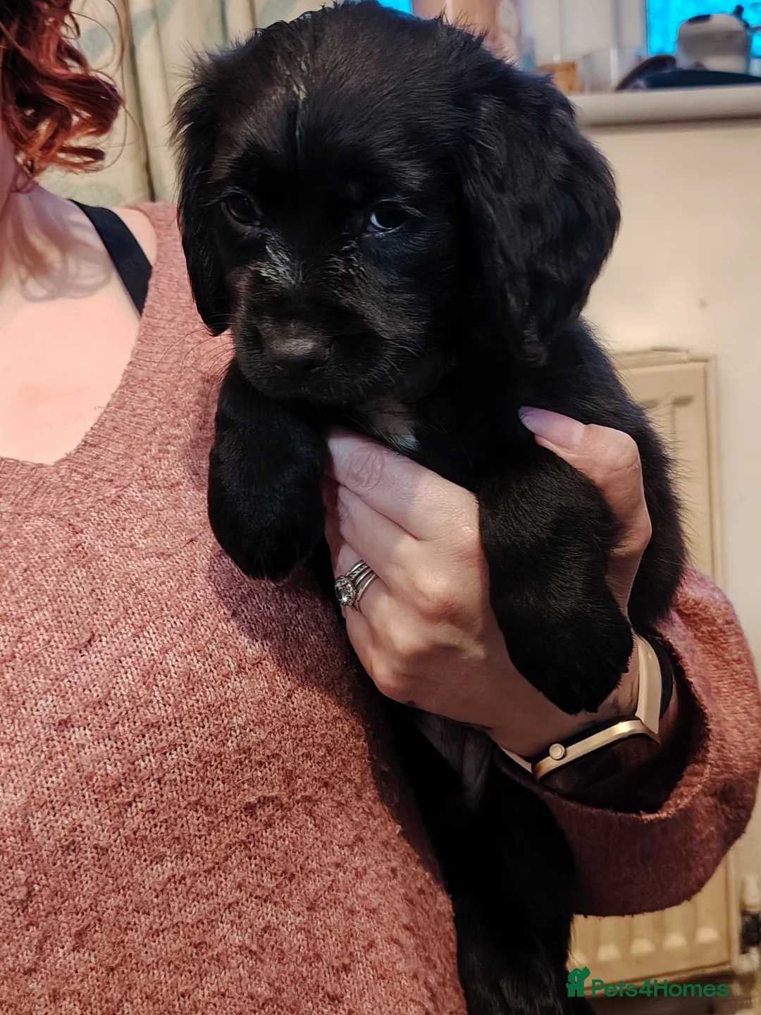 Mixed Breed dogs for sale: Puppies  - Advert 3