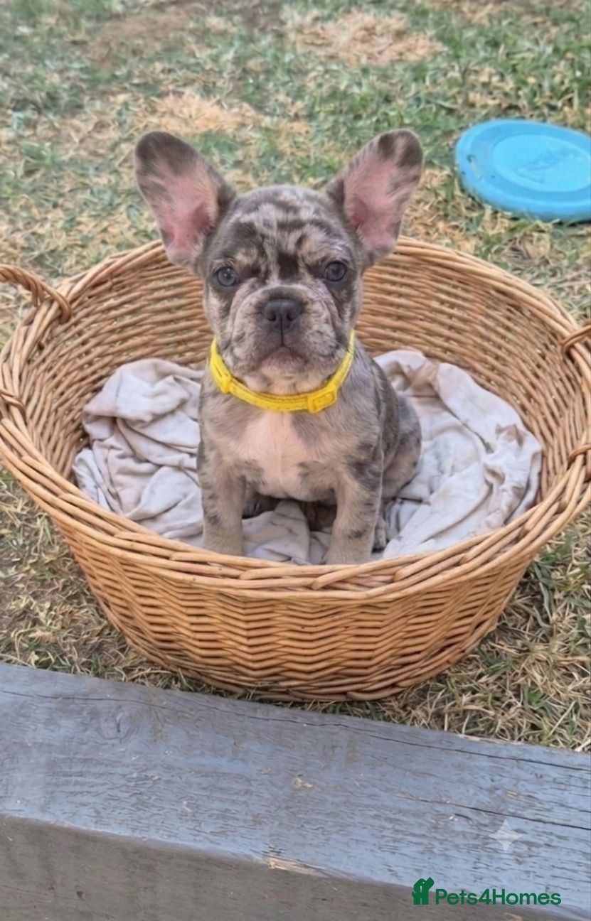 French Bulldog dogs Reduced 1 Girl for their forever homes. - Advert 1