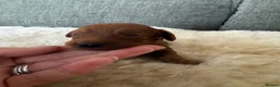 Cockapoo dogs for sale: *Health tested F1 Cockapoo Puppies* - Advert 21