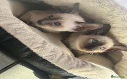 Siamese cats for sale: Siamese kittens - girls  - Image 10