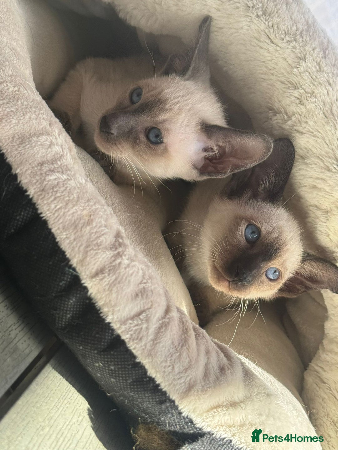 Siamese cats for sale: Siamese kittens - girls  - Image 10