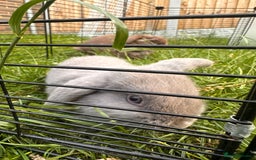 Mini Lop rabbits for sale: Adorable Mini Lop Rabbits Ready for New Homes - Image 3