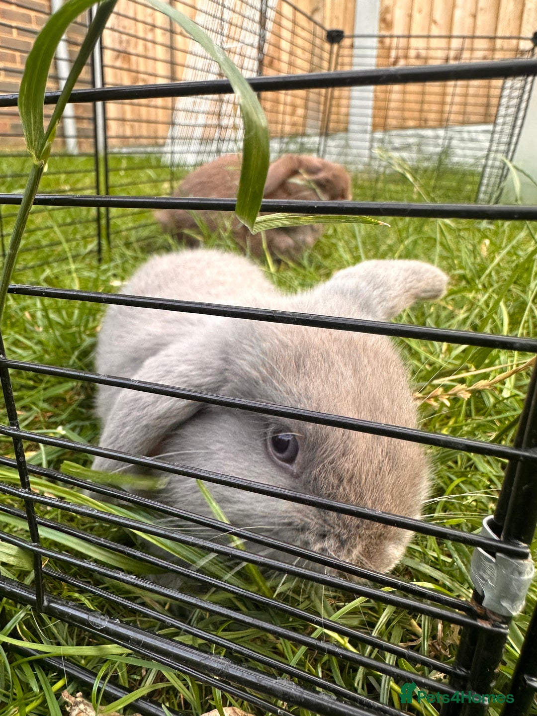 Mini Lop rabbits for sale: Adorable Mini Lop Rabbits Ready for New Homes - Image 3