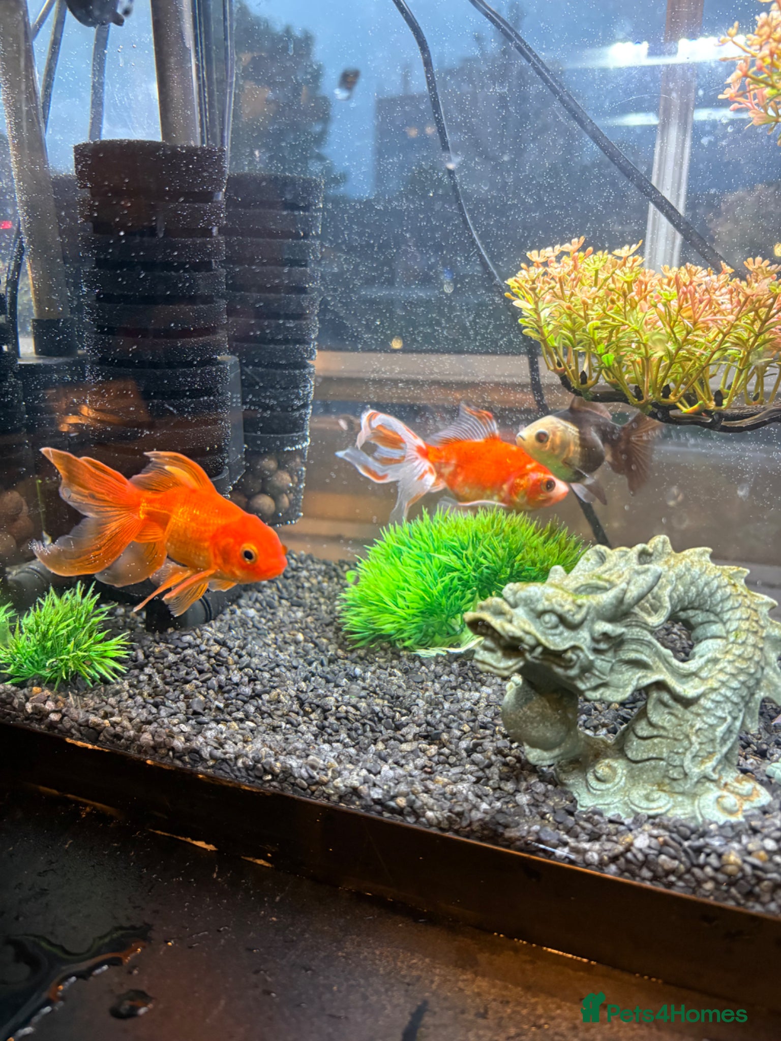 Goldfish fish Three gold fish with tank set up  - Advert 7
