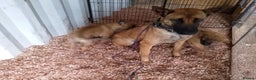 Mixed Breed dogs for sale: Belgian malinois x German shepherd - Advert 3