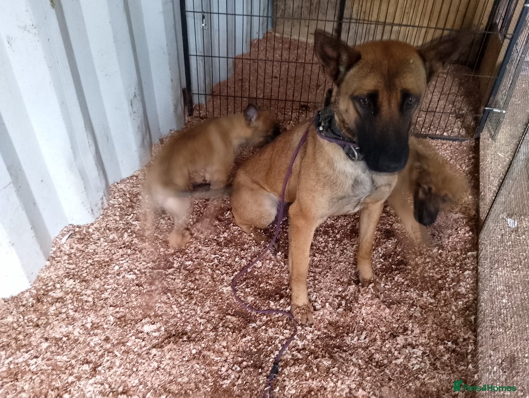 Mixed Breed dogs for sale: Belgian malinois x German shepherd - Advert 3