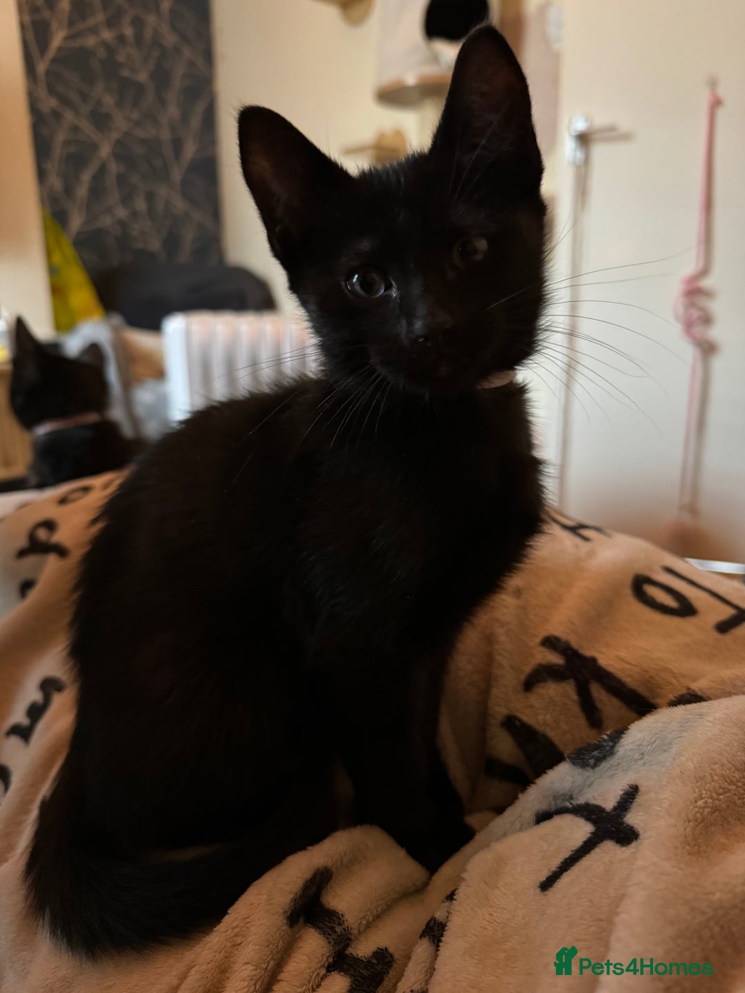 Mixed Breed cats for sale: Melanistic bengals/siamese’s (bengalese) - Advert 34