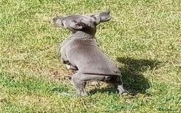 Italian Greyhound dogs for sale: Italian greyhound  - Image 18