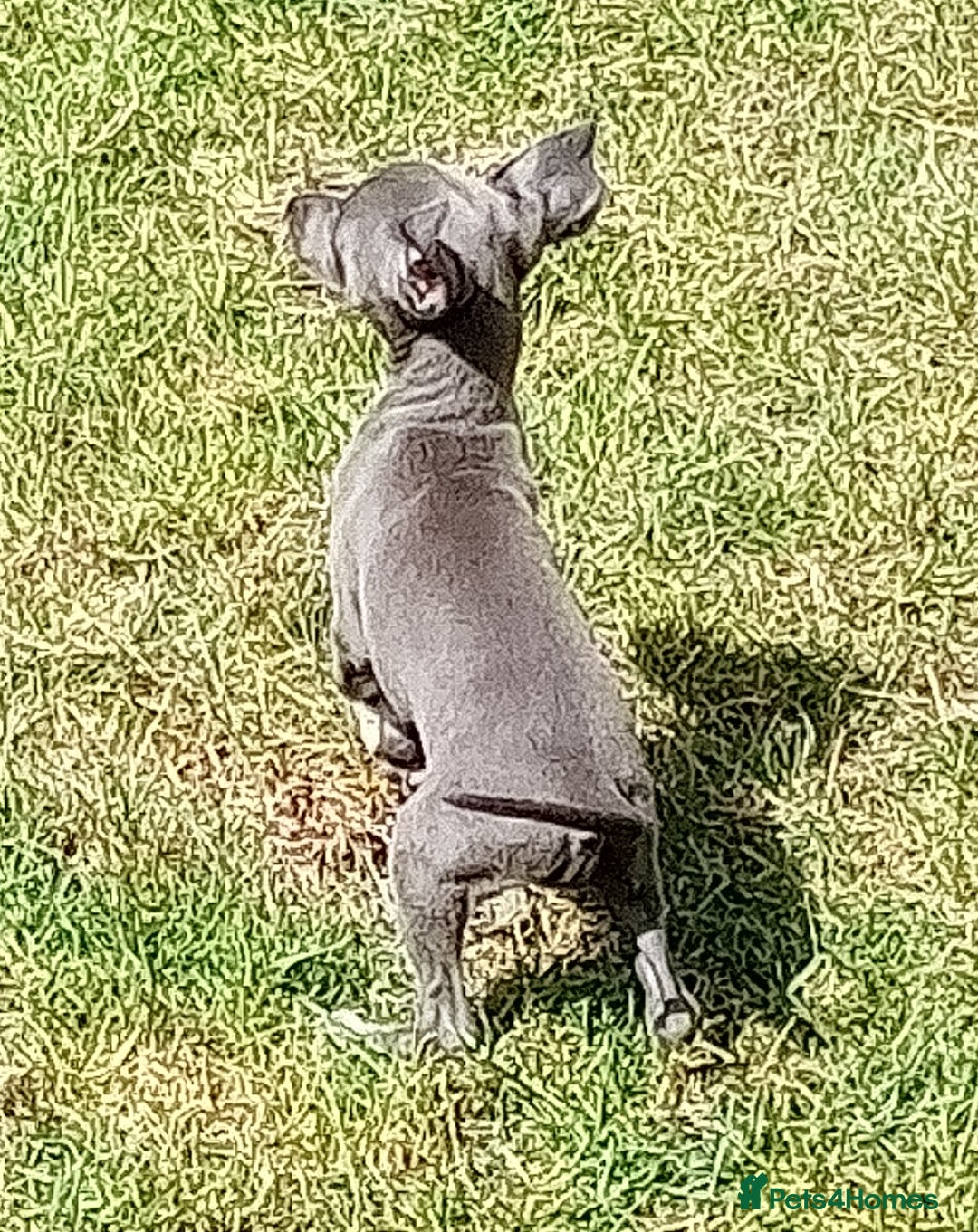 Italian Greyhound dogs for sale: Italian greyhound  - Image 18